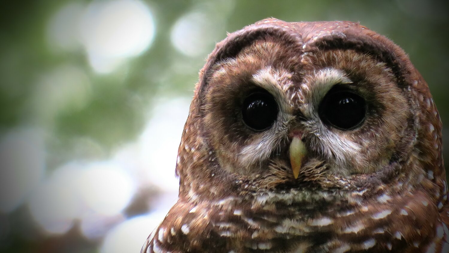 Spotted Owl, close up of face.